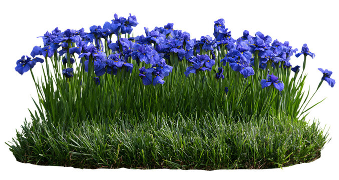 Iris flower, tree, shrub, plant, bush, cutout, isolate transparent background, Lush blue flowers and green grass patch - perfect for landscape design elements