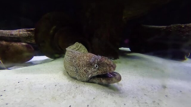 A predatory moray eel in a tropical aquarium.