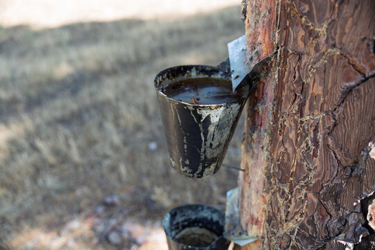 Pine resin harvesting from pine tree trunk