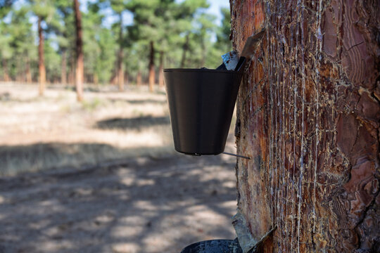 Pine tree resin harvesting process in a forest