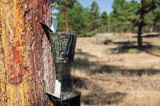 Pine tree resin tapping for sustainable raw material