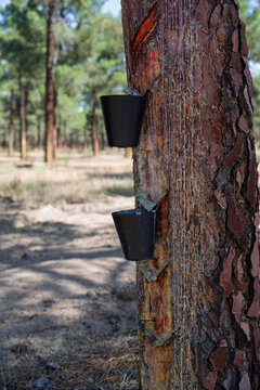 Pine tree resin extraction industry in a forest