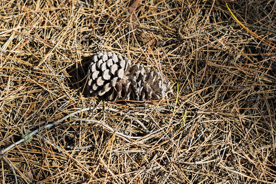 Pinecone resting on a forest floor of pine needles