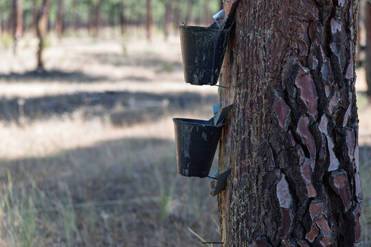 Pine tree resin extraction industry collecting natural sap