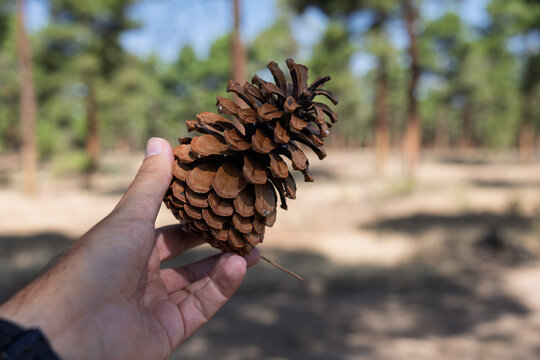 Hand holding pine cone exploring forest nature
