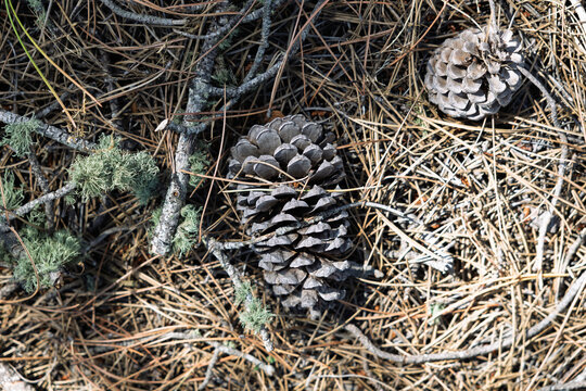 Pine cones and pine needles on forest floor