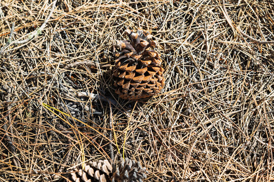 Pine cone resting on dried pine needles forest floor
