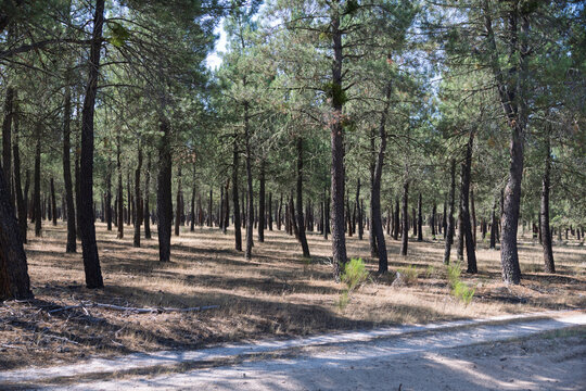 Pine trees creating forest landscape with dirt path