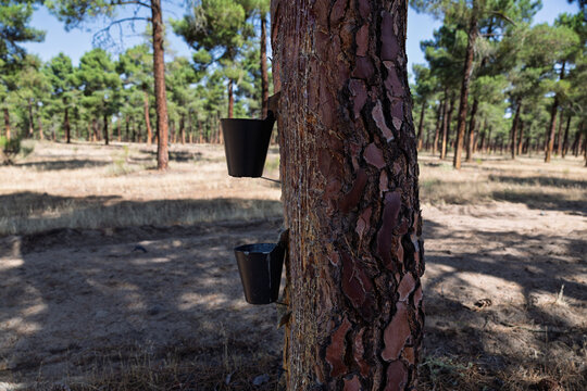 Pine tree resin extraction industry in forest