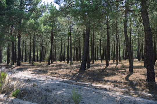 Pine forest trail with sunlight creating tree shadows