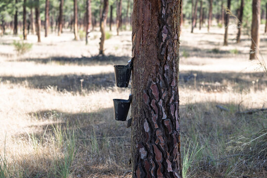 Pine tree tapping for natural resin extraction in forest