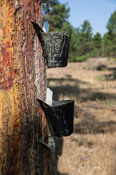 Pine tree resin extraction with buckets in forest