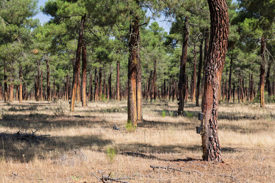 Pine forest showing resin extraction from tree trunks