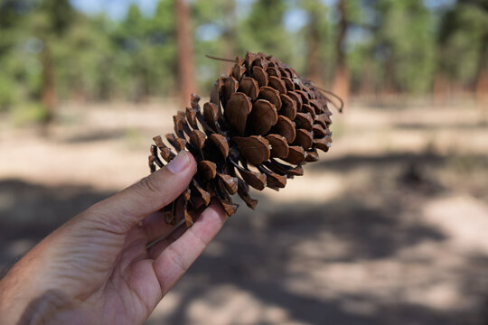 Hand holding large pine cone in pine forest