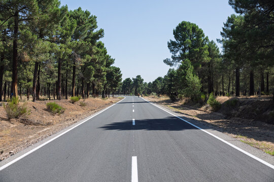 Asphalt road winding through a pine forest