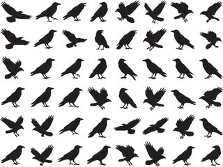 Obraz premium Set of black crow and raven silhouettes in various poses including flying, standing, and perched isolated on a white background vector