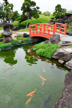 Japanese garden with koi pond
