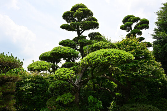 Japanese garden with bonsai pine trees