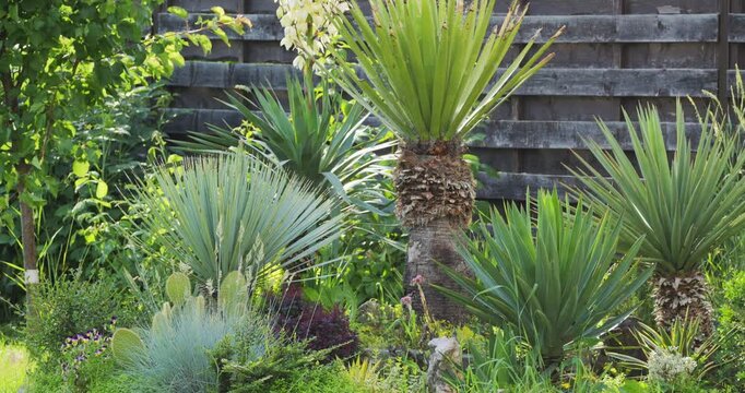 Various types of Yucca plants in a Mediterranean garden