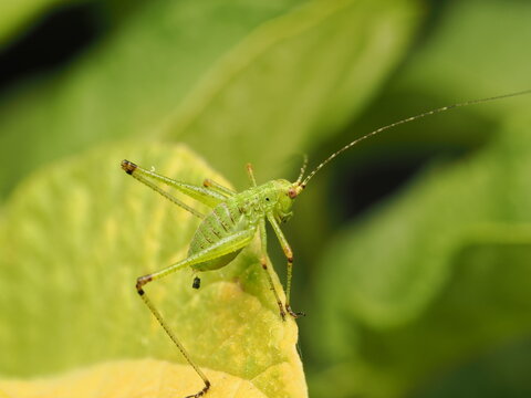 Macro fotogr&aacute;fico de una ninfa de saltamontes verde (Tettigoniidae) sobre hojas. Detalle n&iacute;tido de la naturaleza y fauna silvestre.