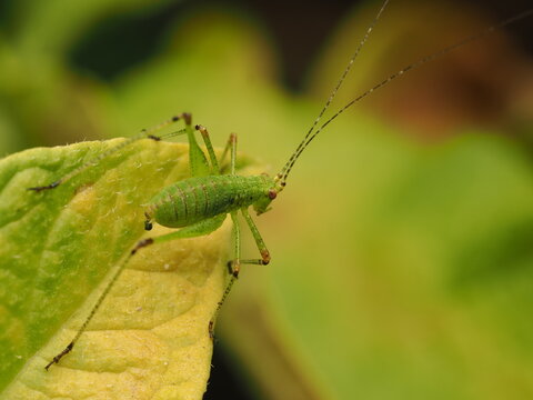 Macro fotogr&aacute;fico de una ninfa de saltamontes verde (Tettigoniidae) sobre hojas. Detalle n&iacute;tido de la naturaleza y fauna silvestre.