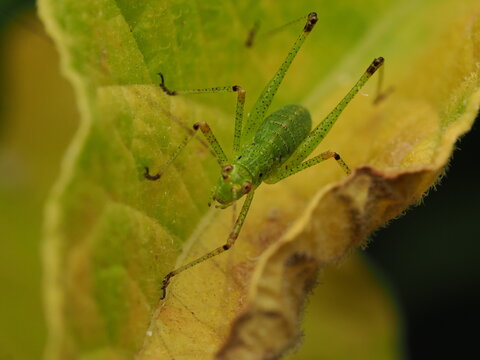 Macro fotogr&aacute;fico de una ninfa de saltamontes verde (Tettigoniidae) sobre hojas. Detalle n&iacute;tido de la naturaleza y fauna silvestre.