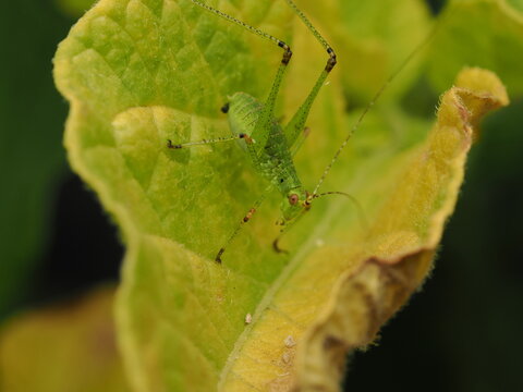 Macro fotogr&aacute;fico de una ninfa de saltamontes verde (Tettigoniidae) sobre hojas. Detalle n&iacute;tido de la naturaleza y fauna silvestre.