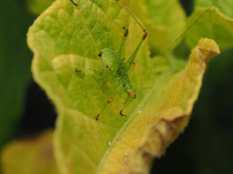 Macro fotogr&aacute;fico de una ninfa de saltamontes verde (Tettigoniidae) sobre hojas. Detalle n&iacute;tido de la naturaleza y fauna silvestre.