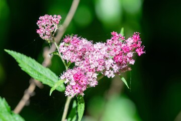 Obraz premium Japanese meadowsweet (spirea japonica) flowers in bloom