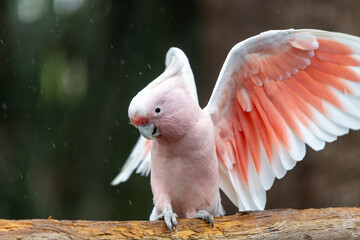Portrait of a pink cockatoo (cacatua leadbeateri) perching on a branch © tom