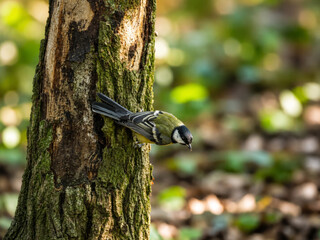 Great Tit Perched on Branch with Vibrant Plumage in Natural Habitat © János István Lukács