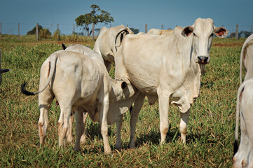 Vaca Nelore com bezerro no pasto verde © Jr Studio Foto
