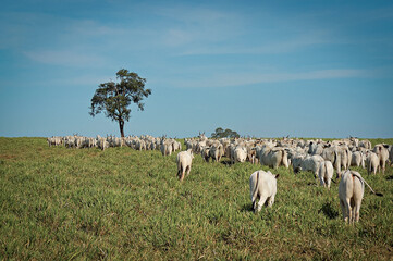 Vaca Nelore com bezerros no pasto verde © Jr Studio Foto