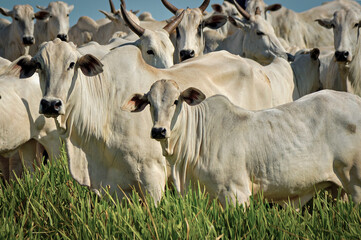Vaca Nelore com bezerro no pasto verde © Jr Studio Foto