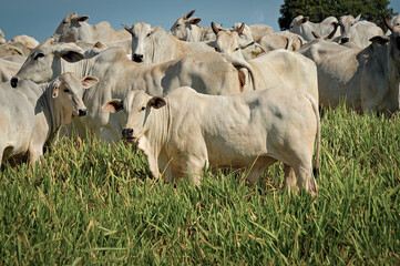 Vaca Nelore com bezerros no pasto verde © Jr Studio Foto
