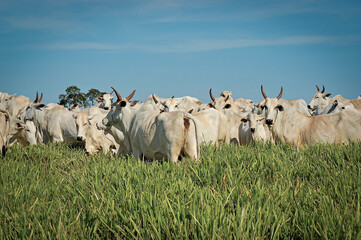 Vaca Nelore com bezerros no pasto verde © Jr Studio Foto
