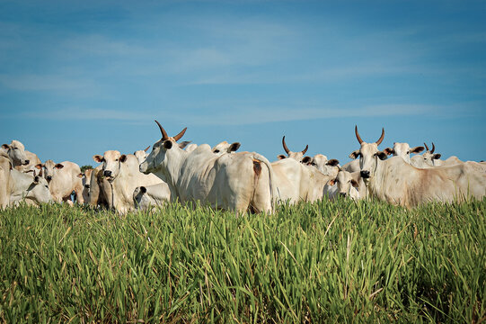 Vaca Nelore com bezerro no pasto verde