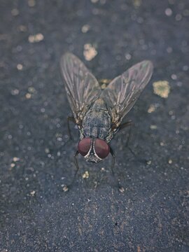Extreme macro close up of a housefly showing detailed compound red eyes and wings resting on a dark surface