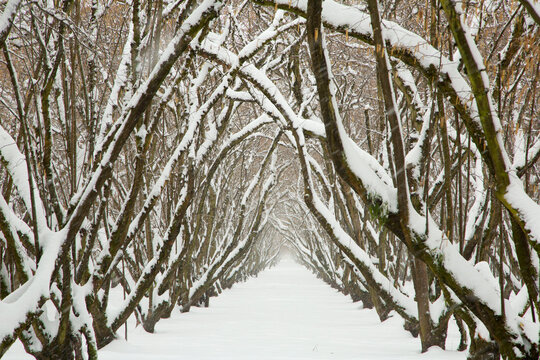 Hazelnut orchard in snow, Marion County, Oregon