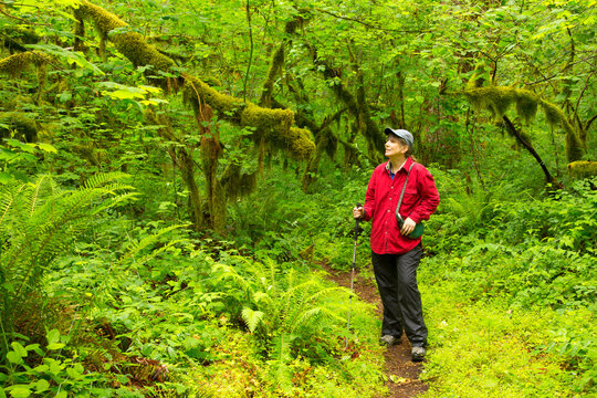 Hiking trail, North Santiam State Park, Marion County, Oregon