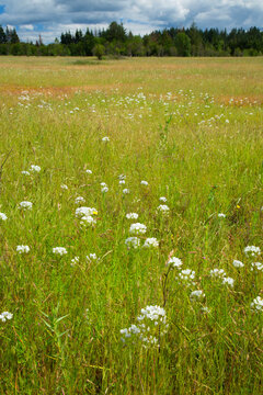 Roberts Meadow, Kingston Prairie Preserve, Marion County, Oregon