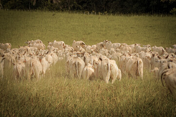 Boiada sendo tocada no pasto © Jr Studio Foto