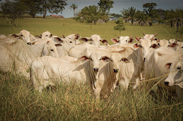 Vaca Nelore com bezerros no pasto verde © Jr Studio Foto