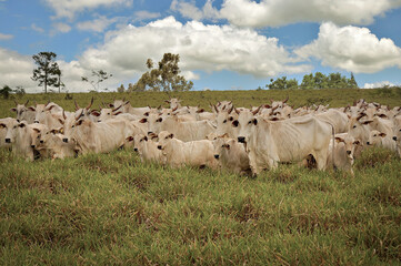 Vaca Nelore com bezerro © Jr Studio Foto