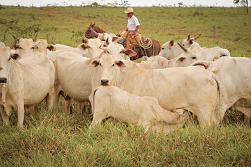 Vaca Nelore com bezerros no pasto verde © Jr Studio Foto