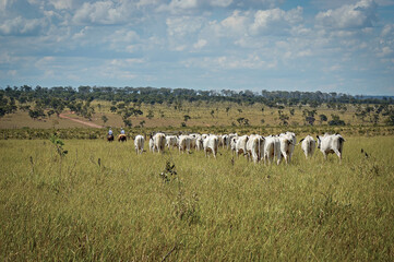 Fototapeta premium Rebanho Nelore no campo