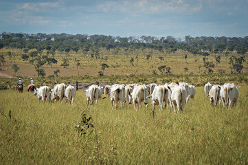 Fototapeta premium Gado Nelore no campo