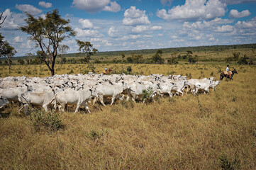 Gado Nelore no campo © Jr Studio Foto