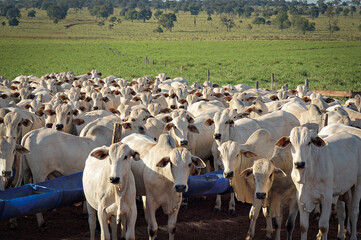 Gado Nelore no campo © Jr Studio Foto