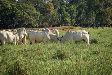 Gado Nelore no campo © Jr Studio Foto